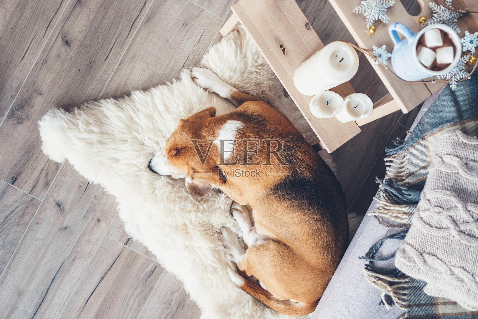 小猎犬睡在客厅的毛皮地毯上，温馨的圣诞气氛照片摄影图片