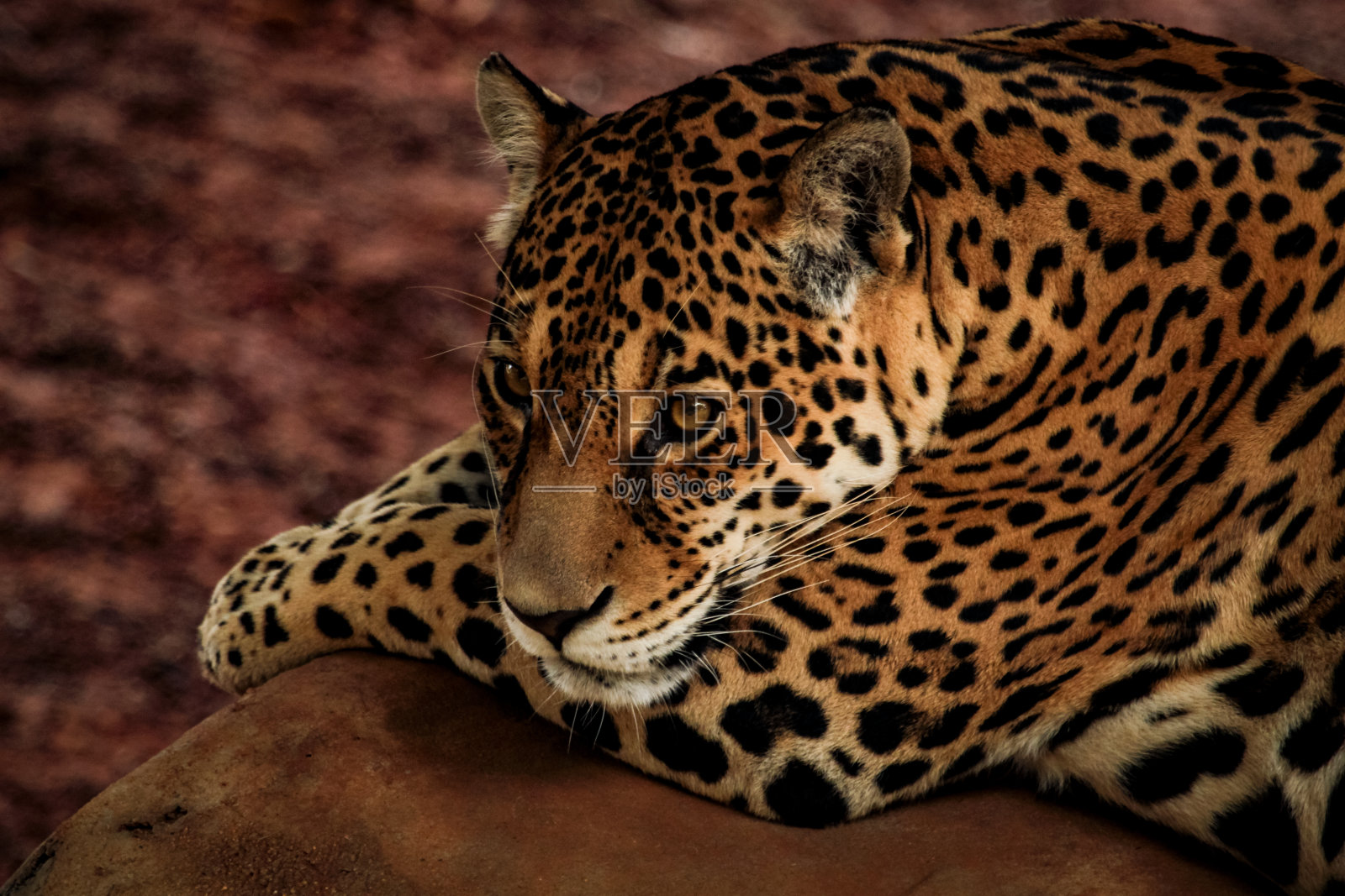 打盹的美洲虎(Panthera onca)照片摄影图片