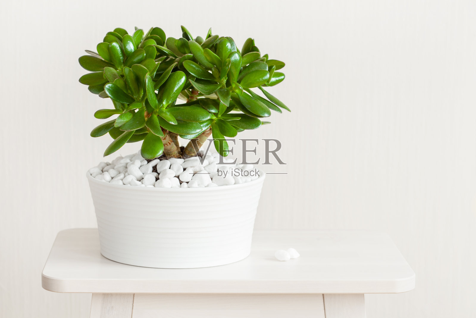 室内植物桂花玉树银钱树在白色花盆照片摄影图片