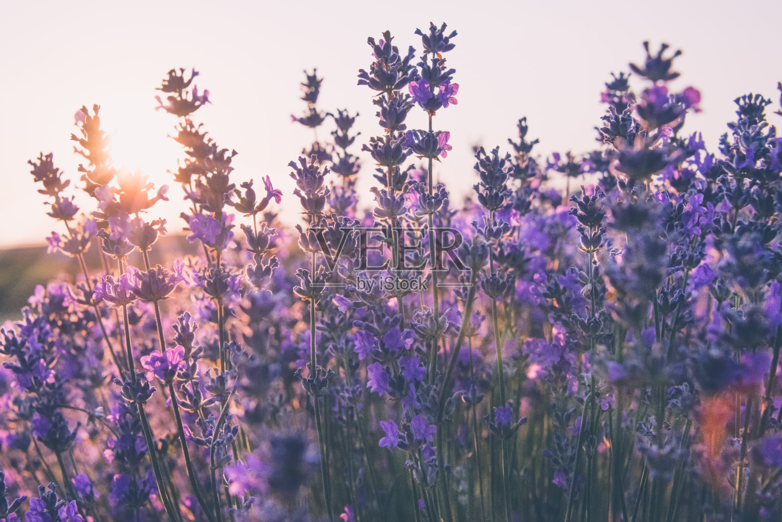在日出的光线下，薰衣草花的柔和焦点照片摄影图片