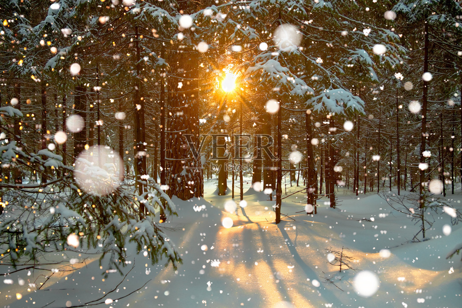 有森林和日落的冬季景观照片摄影图片