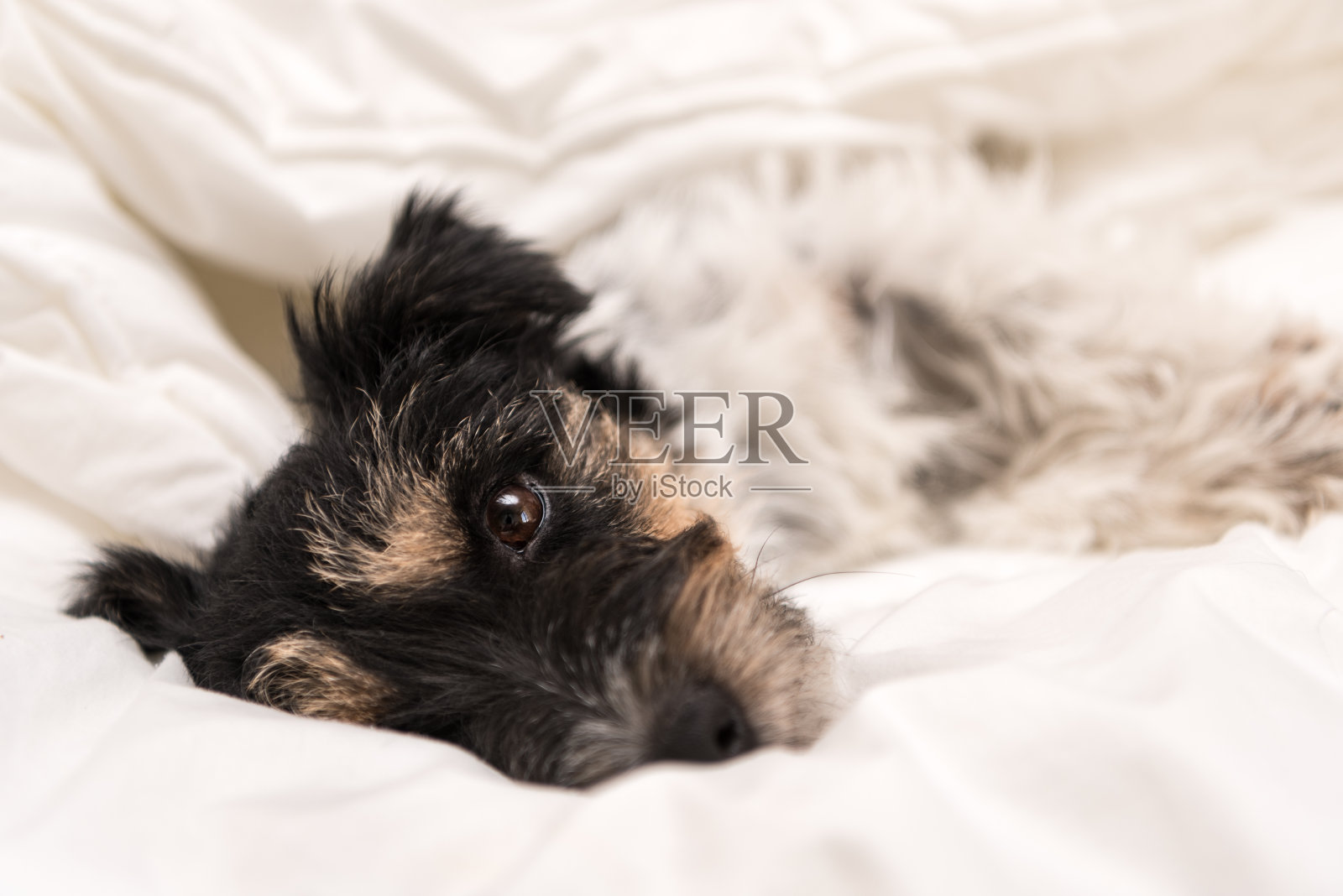 杰克罗素梗——可爱的小狗躺在白色的床上，睡得很香照片摄影图片