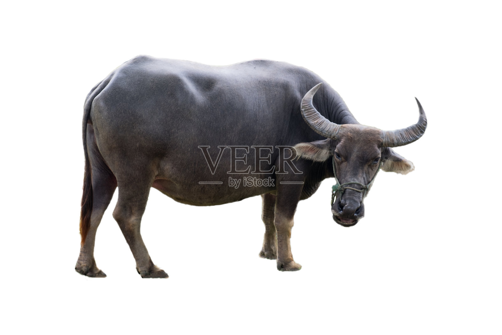 农村养殖大黑水牛动物照片摄影图片