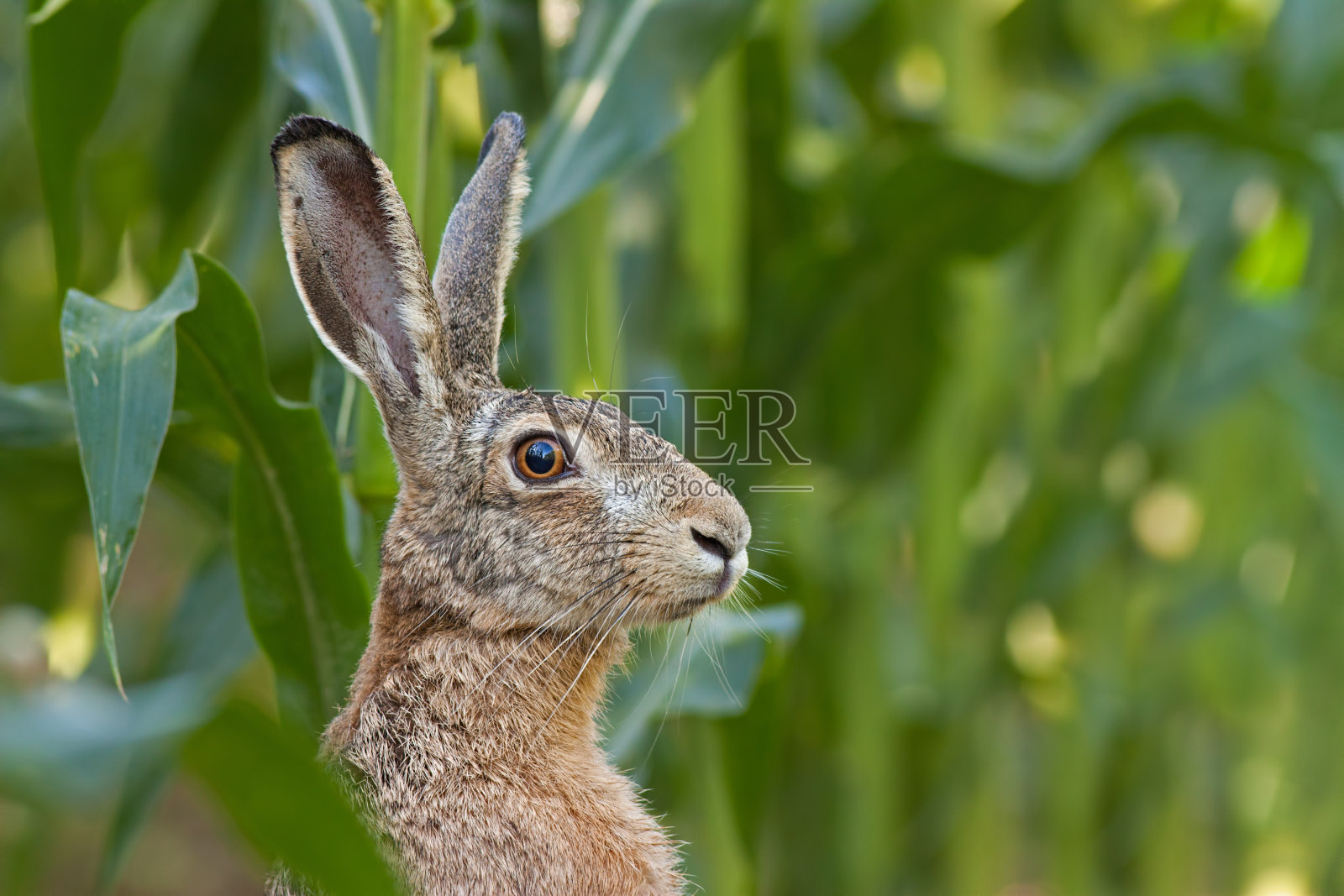 警惕欧洲棕色野兔，欧洲勒帕斯照片摄影图片
