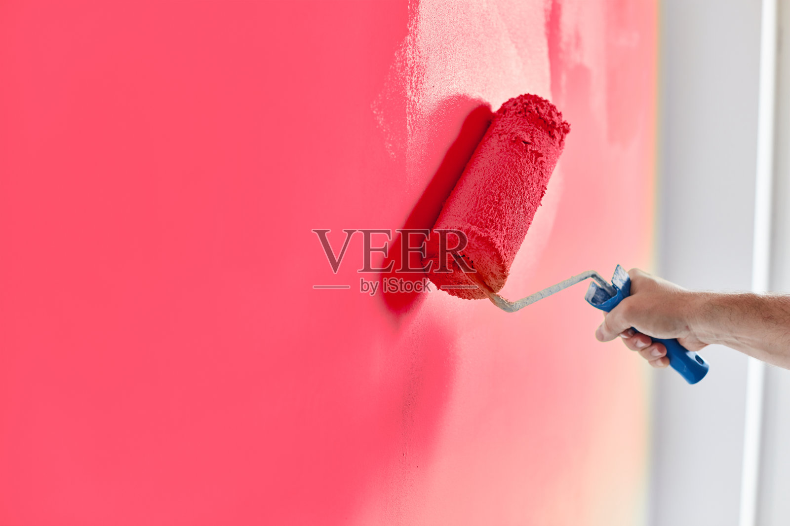 男手漆墙用漆辊。粉刷公寓，用粉红色油漆进行装修照片摄影图片