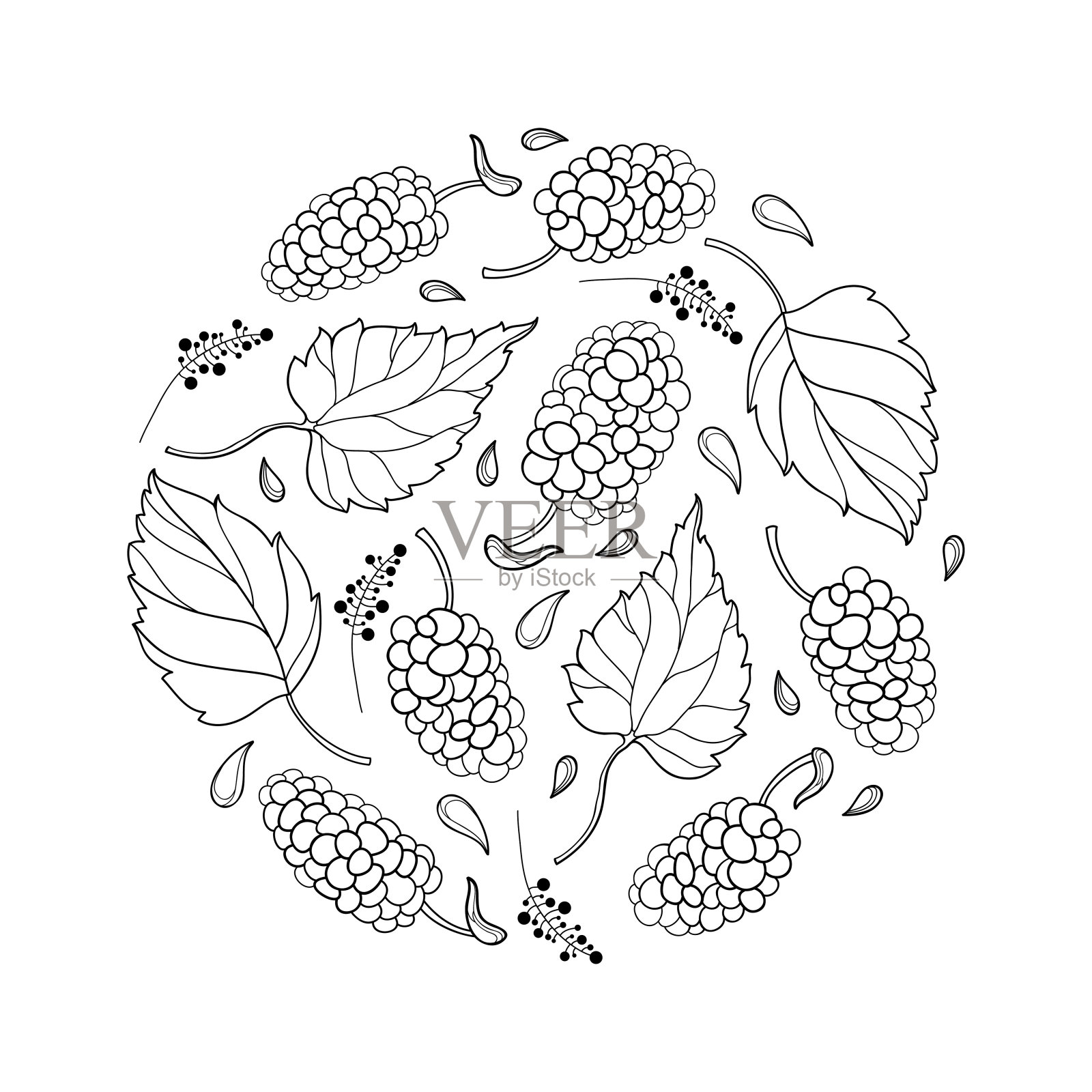 矢量圆形组成与轮廓桑树或桑树成熟浆果和叶在黑色孤立在白色背景。插画图片素材