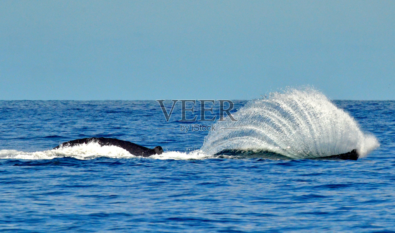 在太平洋表面游泳的座头鲸照片摄影图片