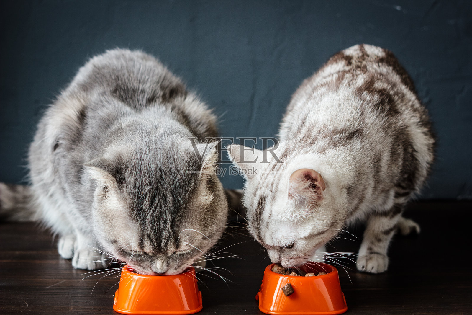 两只猫在吃东西照片摄影图片