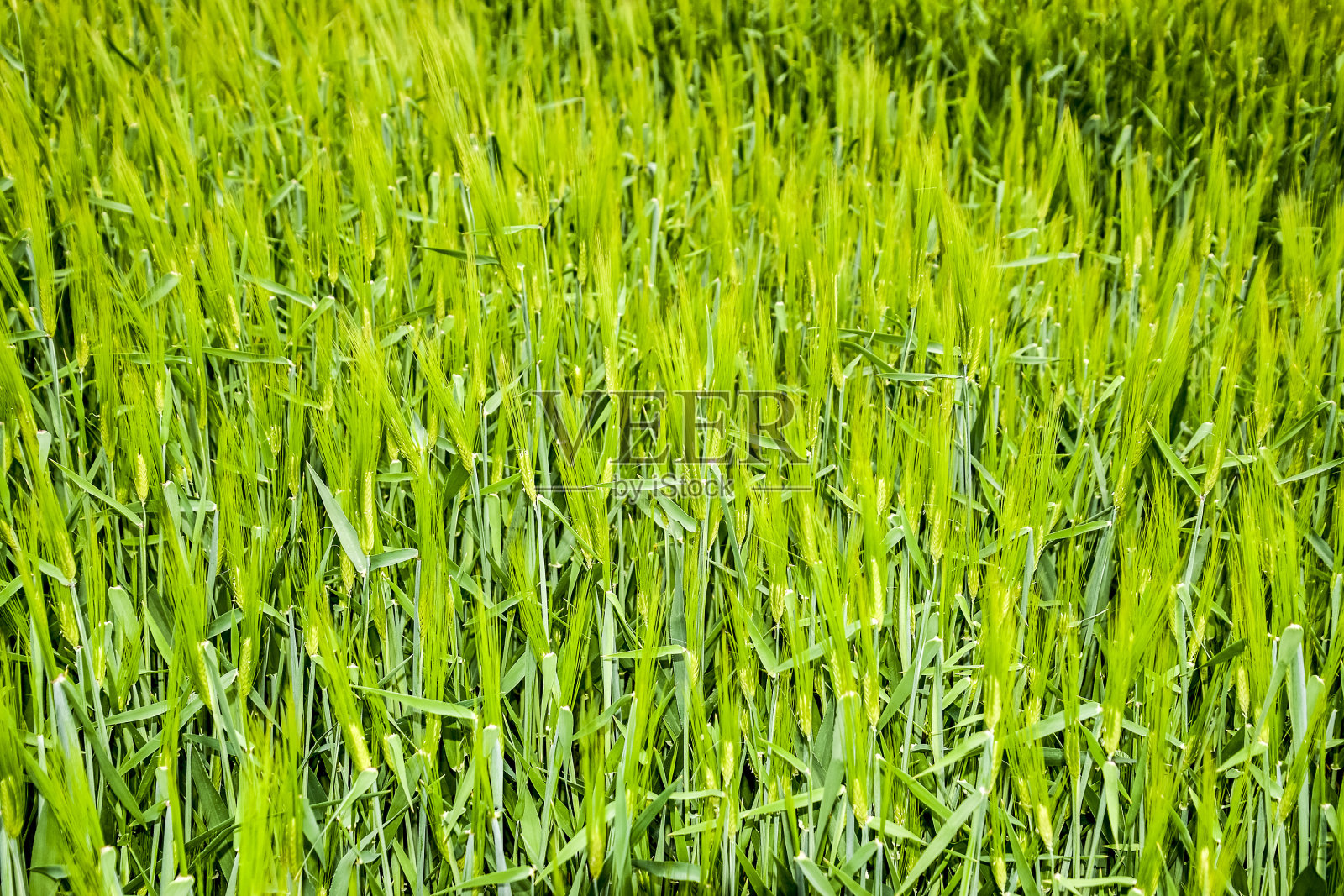一片未成熟的绿色大麦田。小穗大麦。田野是大麦，田园风光。照片摄影图片
