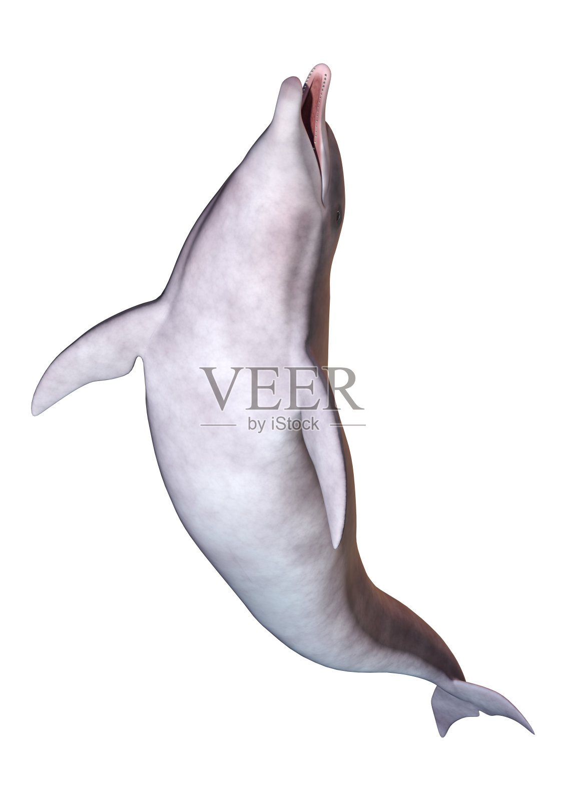 3D渲染海豚在白色设计元素图片