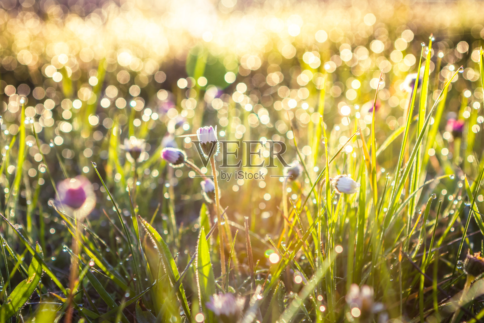 夏日草地鲜花，抽象的背景概念，柔和的焦点，散景，暖色调照片摄影图片