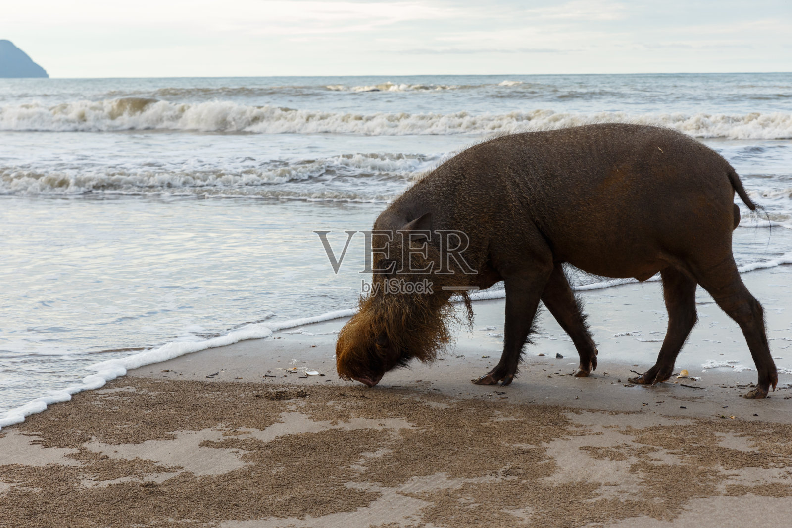 长胡子的猪在海滩上散步照片摄影图片
