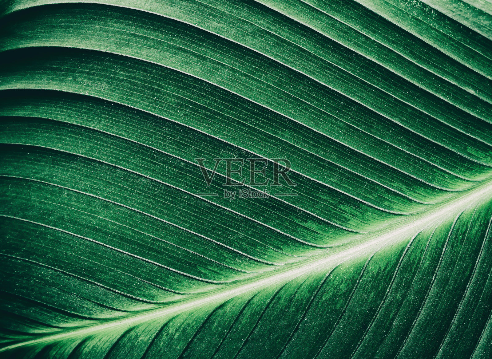 热带棕榈叶纹理，深绿色背景照片摄影图片