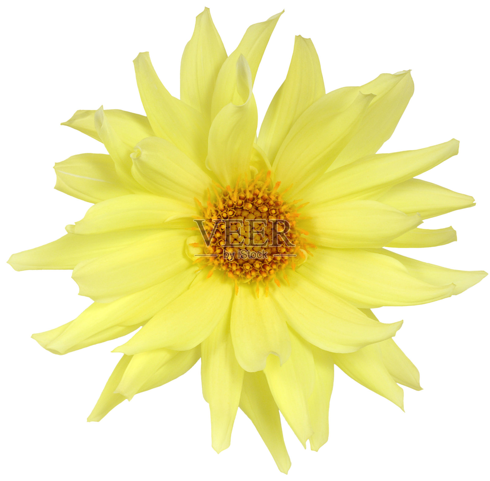 分离的黄色雏菊的芽照片摄影图片