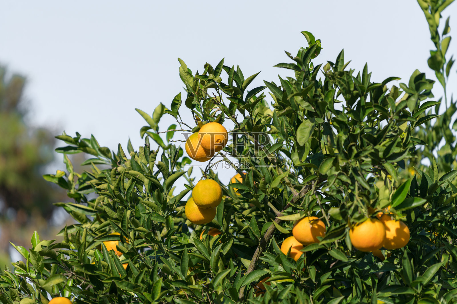 橘子树照片摄影图片