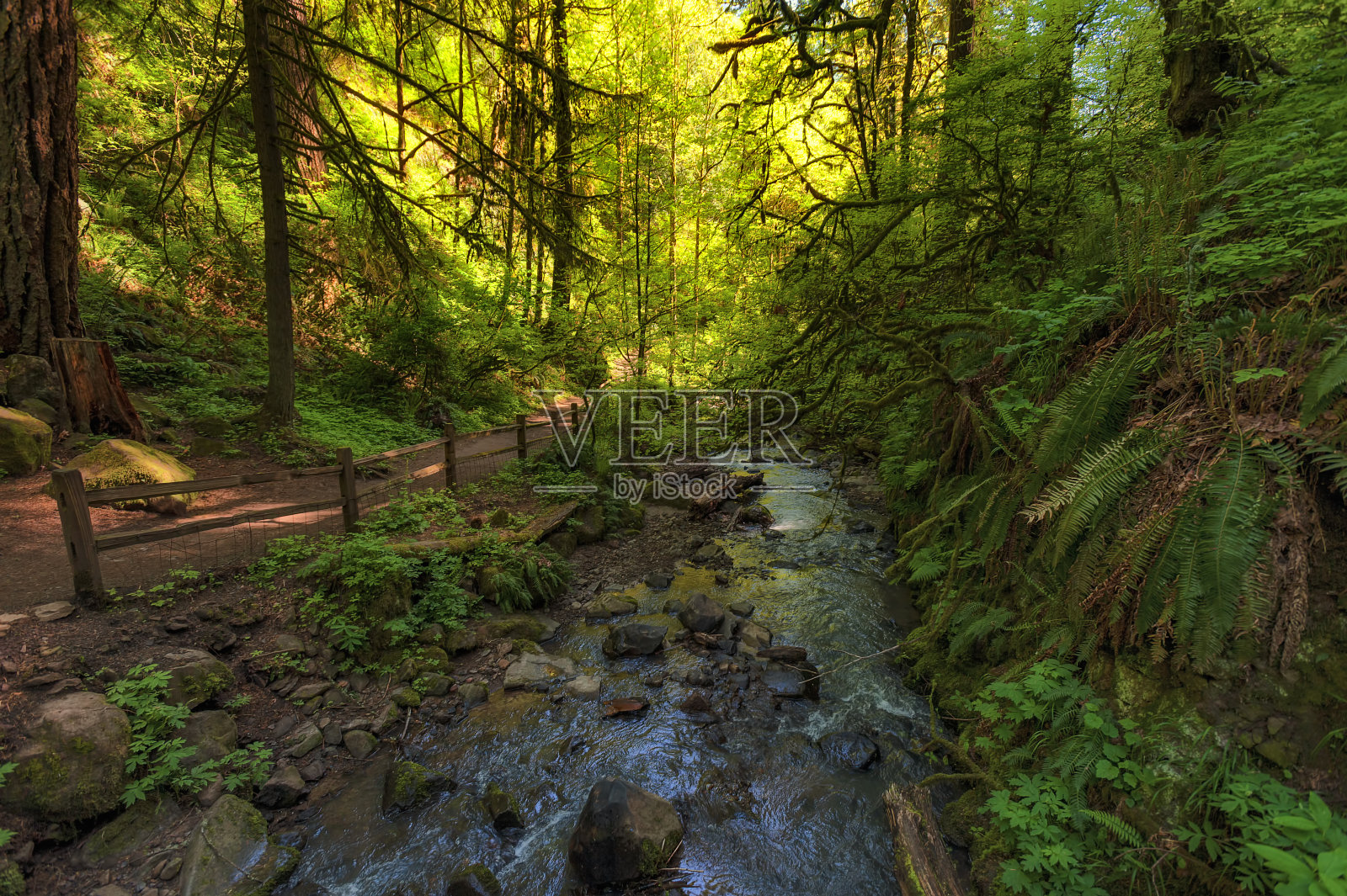 俄勒冈州波特兰市的森林公园小径照片摄影图片