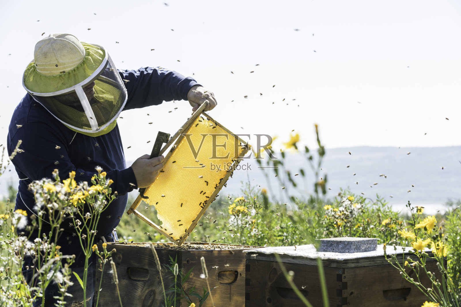 养蜂人在工作，清洁和检查蜂巢照片摄影图片