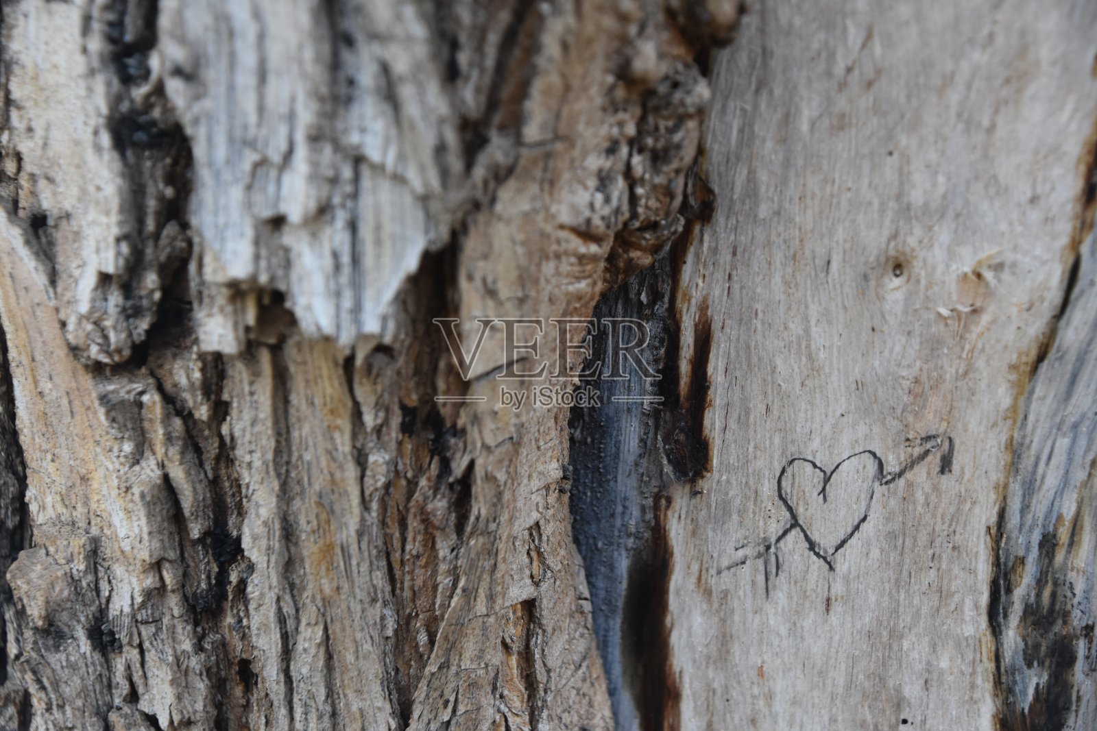 心雕在树皮上照片摄影图片