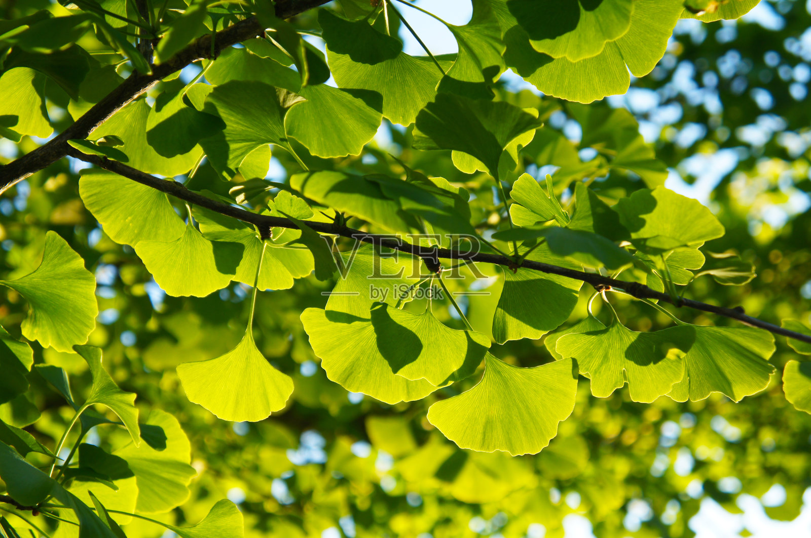 阳光下的银杏树的绿叶照片摄影图片