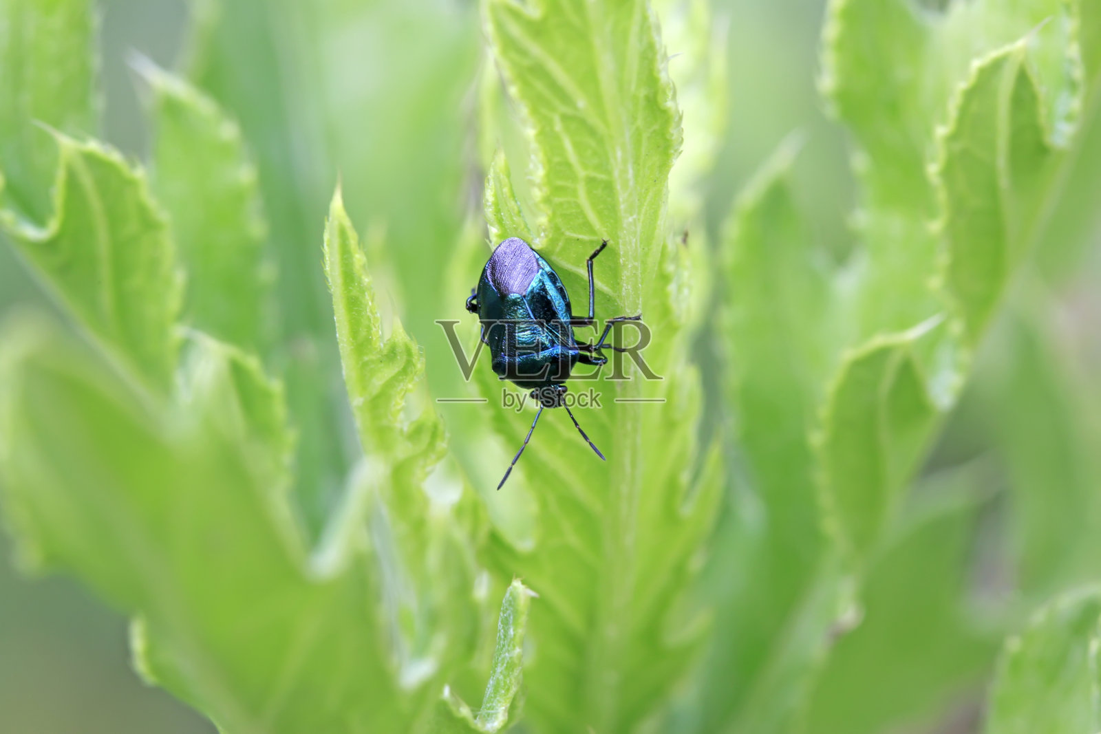 野生植物上的蓝斑紫斑草照片摄影图片
