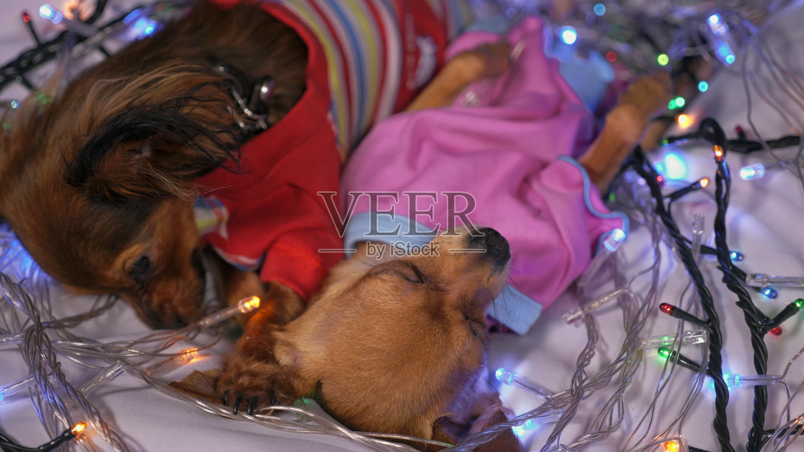 两只玩具小猎犬是一只黄色的新年狗。照片摄影图片
