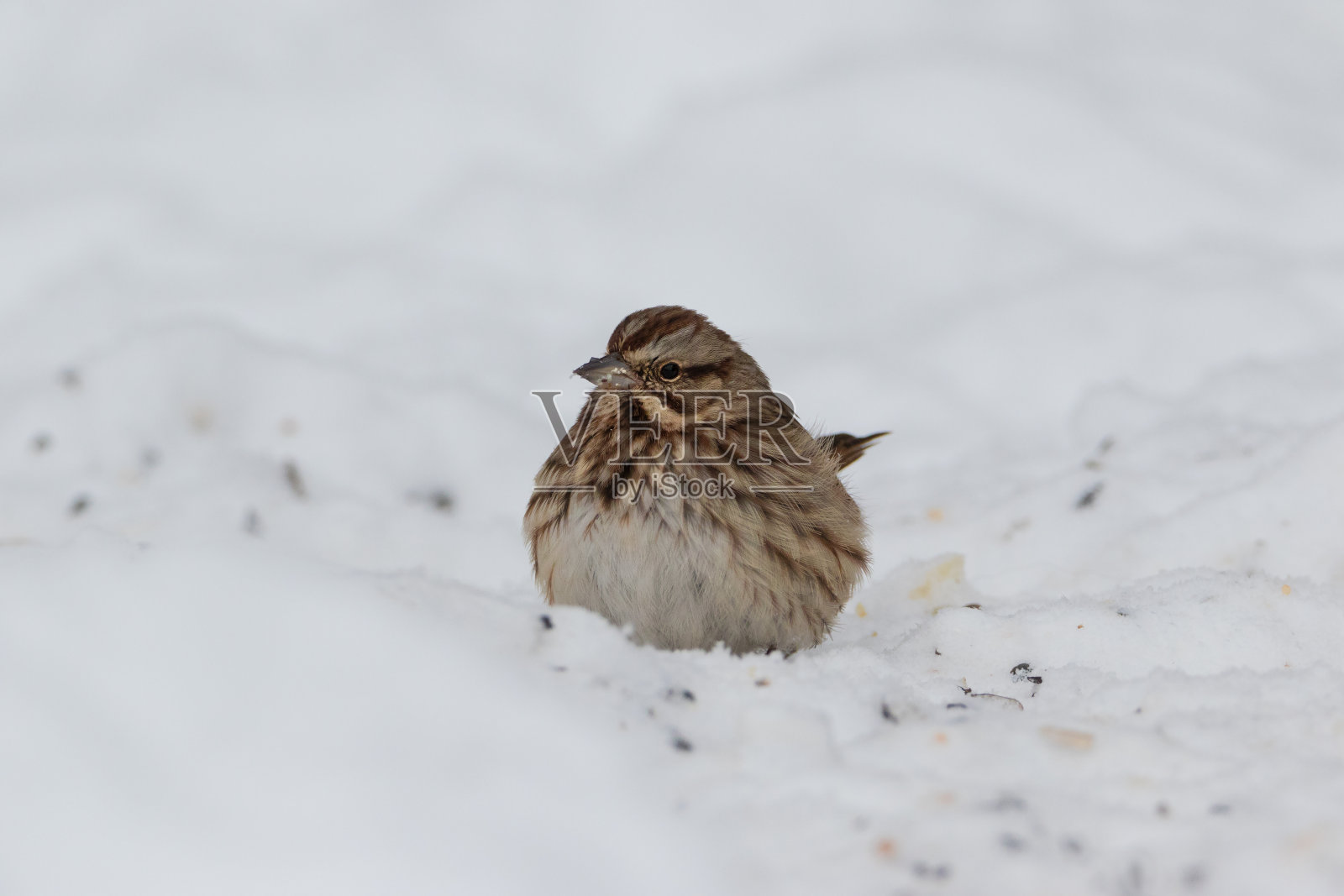冬天里孤独的歌雀照片摄影图片