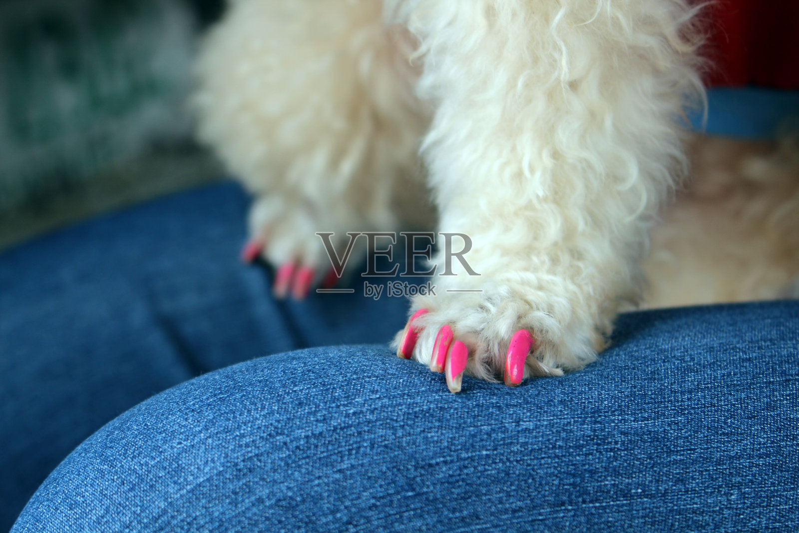 狗指甲粉漆照片摄影图片