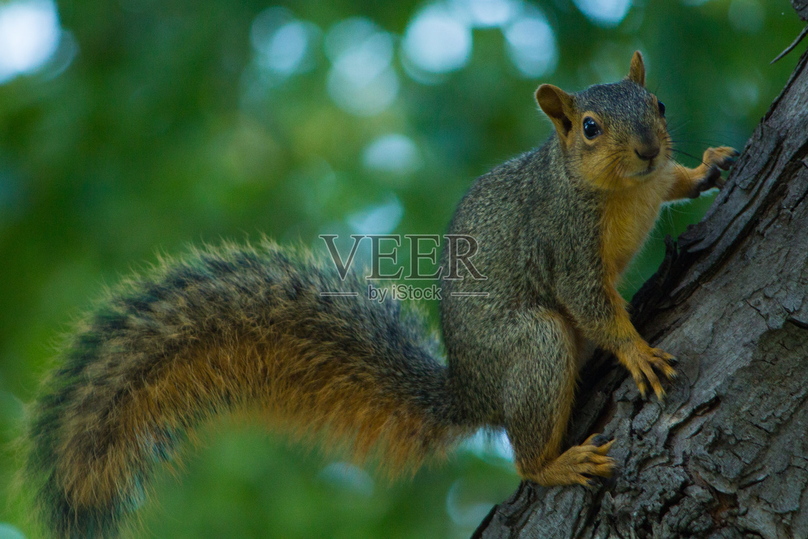 一只粘在树枝上的毛茸茸的尾巴松鼠照片摄影图片