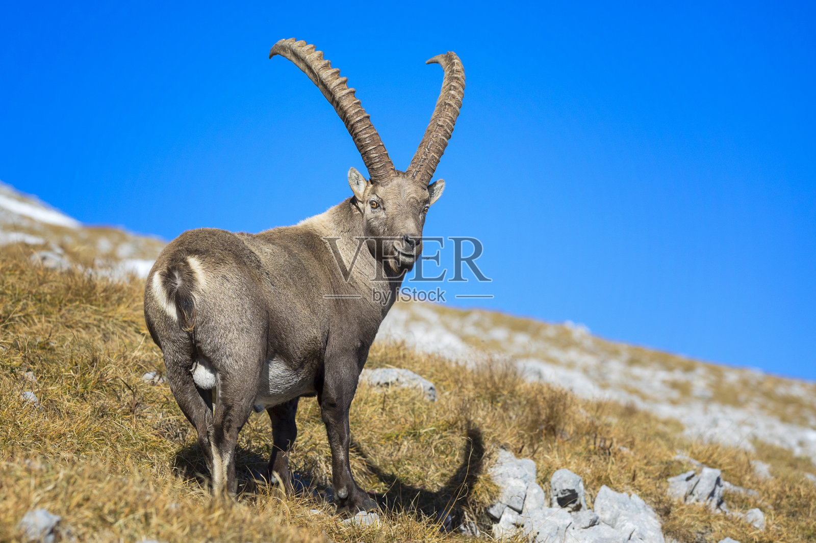阿尔卑斯野山羊,阿尔卑斯山照片摄影图片