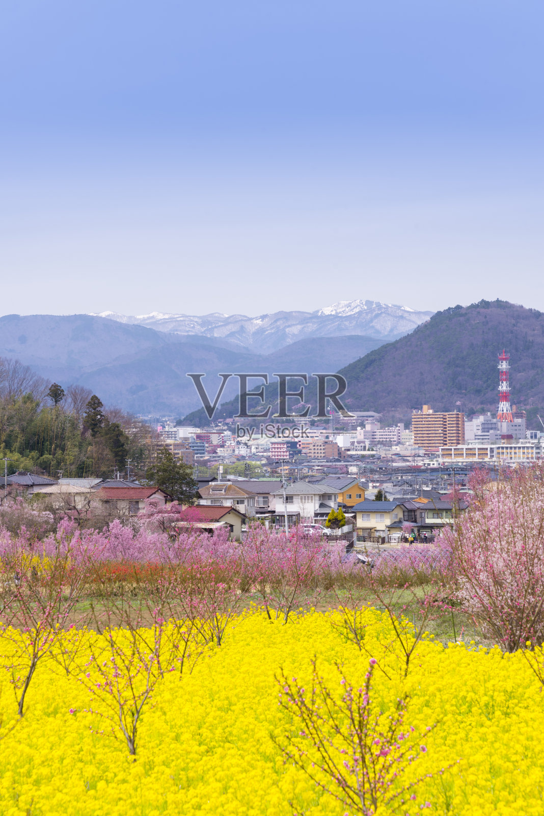 日本东北地区福岛的花山公园和福岛市景中的樱花和各种花卉。这个公园是非常著名的樱花景点照片摄影图片