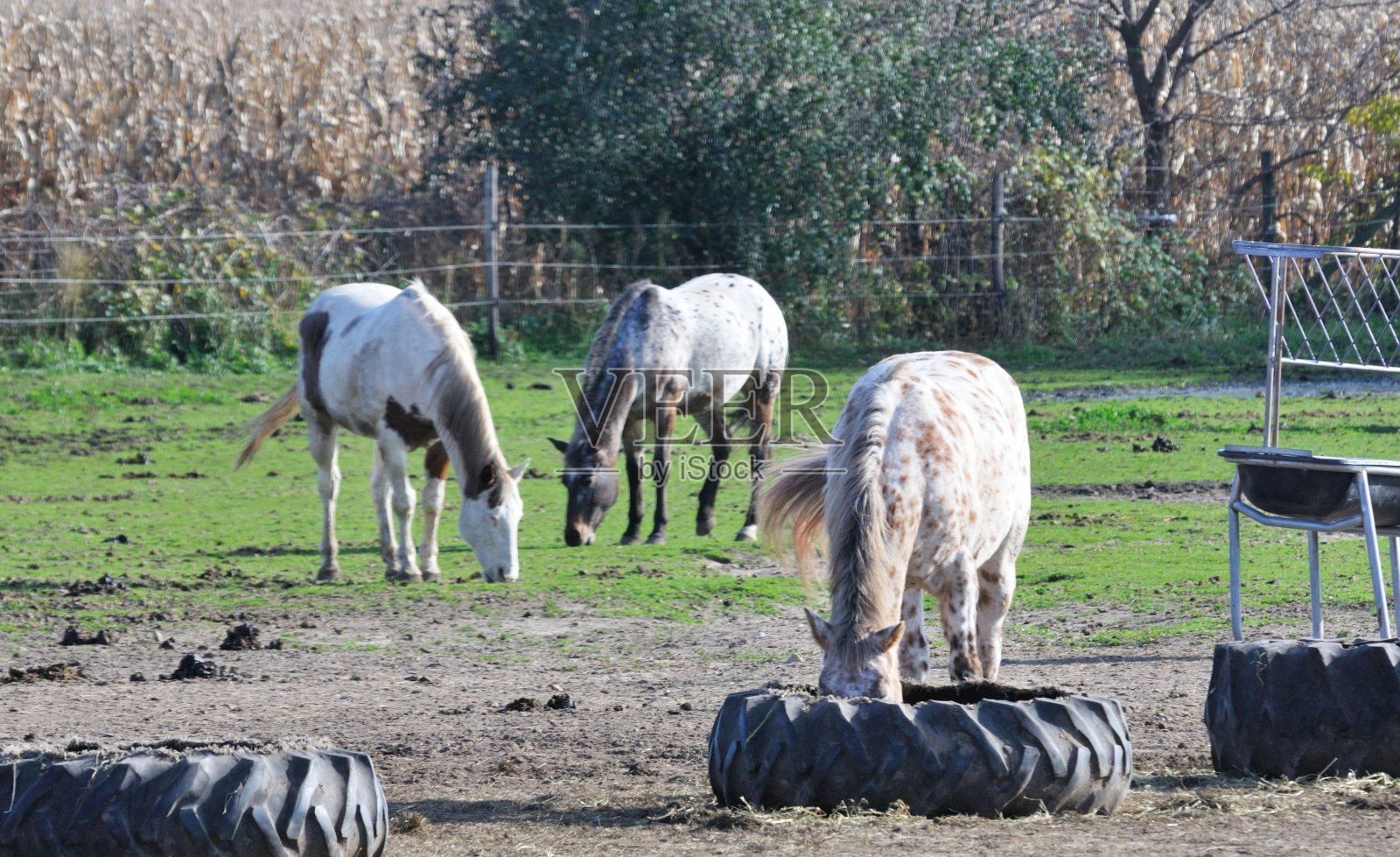 三个马吃草照片摄影图片