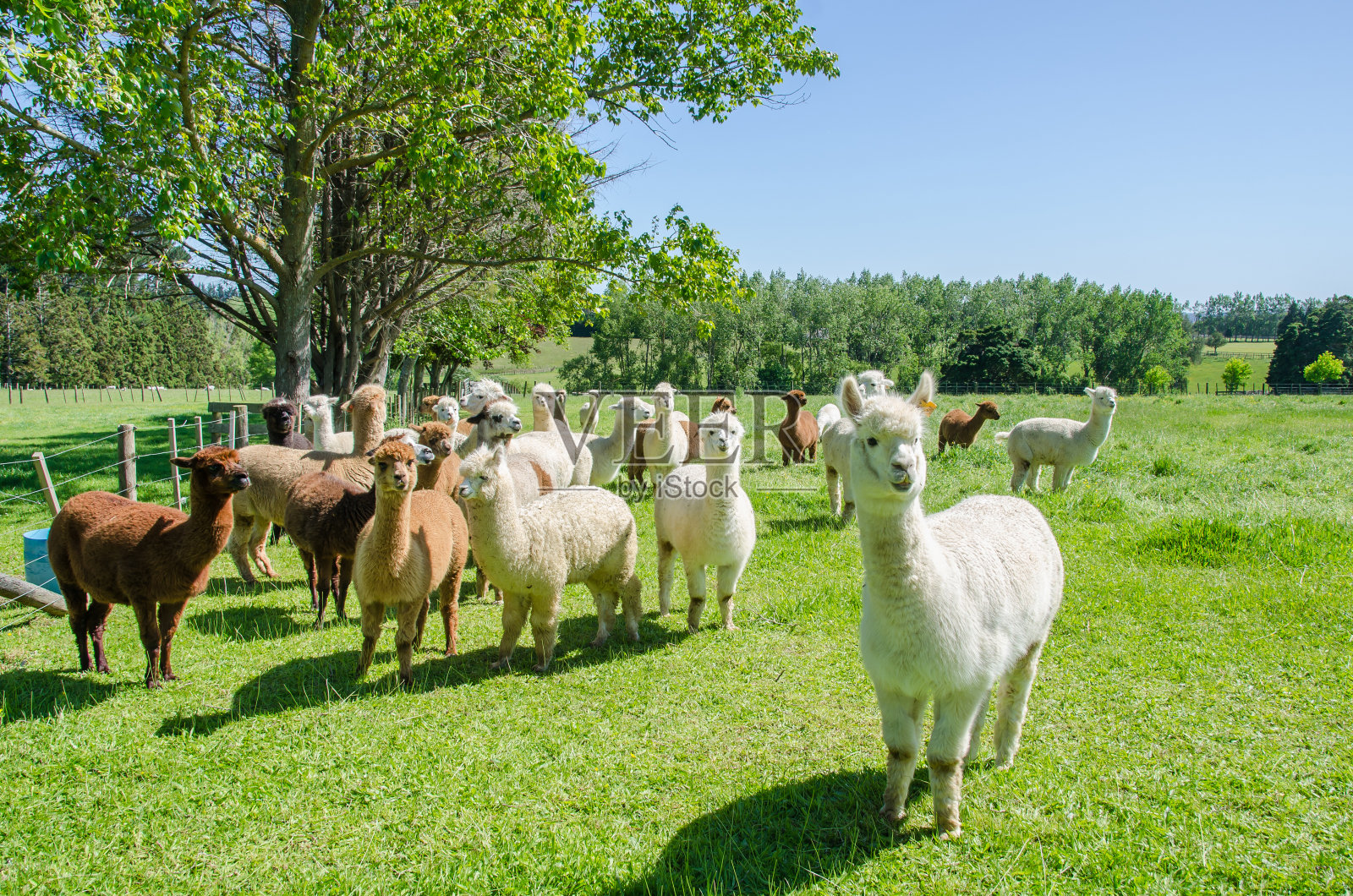 羊驼在新西兰的一个农场。照片摄影图片