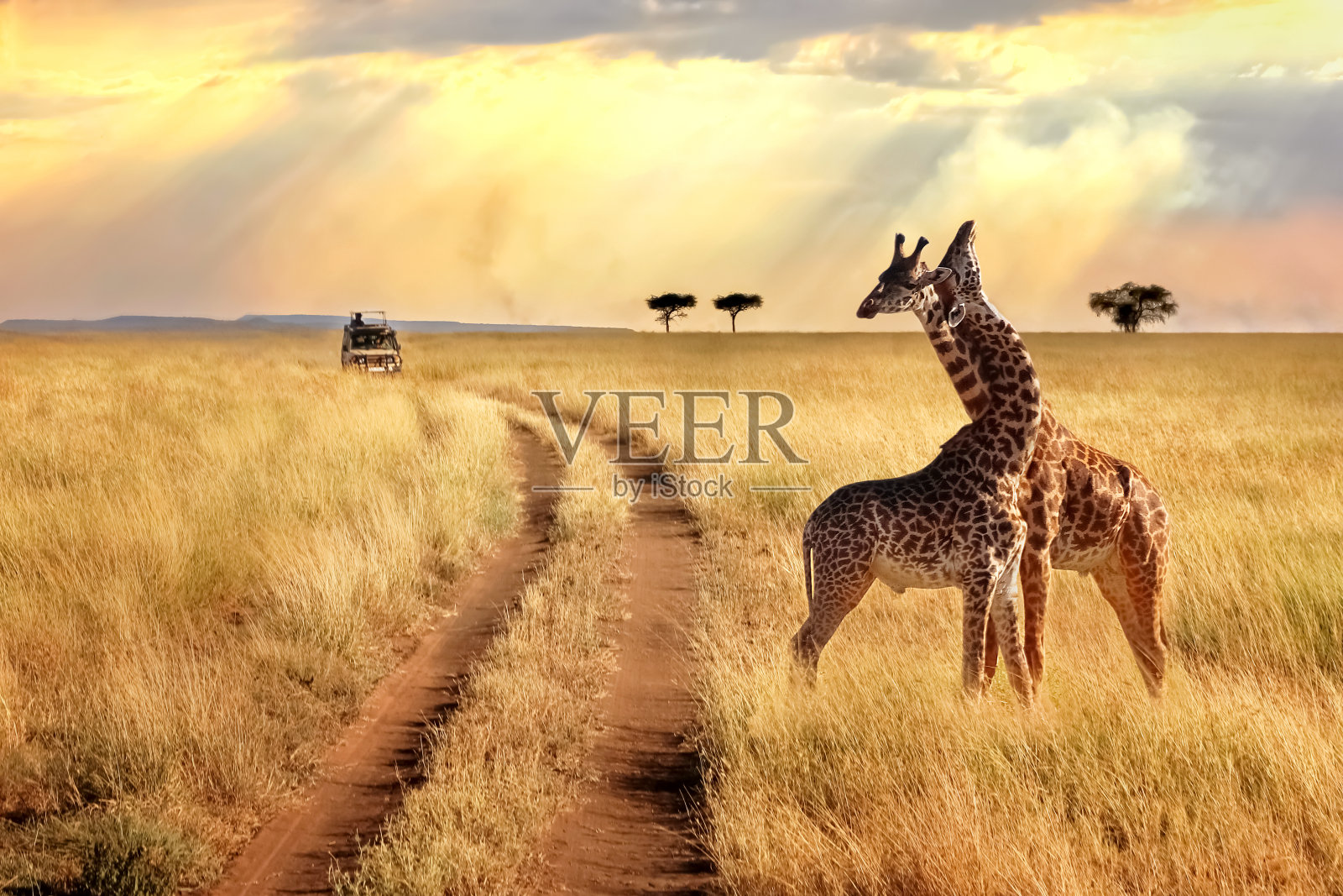 在塞伦盖蒂国家公园的一群长颈鹿在夕阳的背景和光线。非洲的狩猎之旅。照片摄影图片