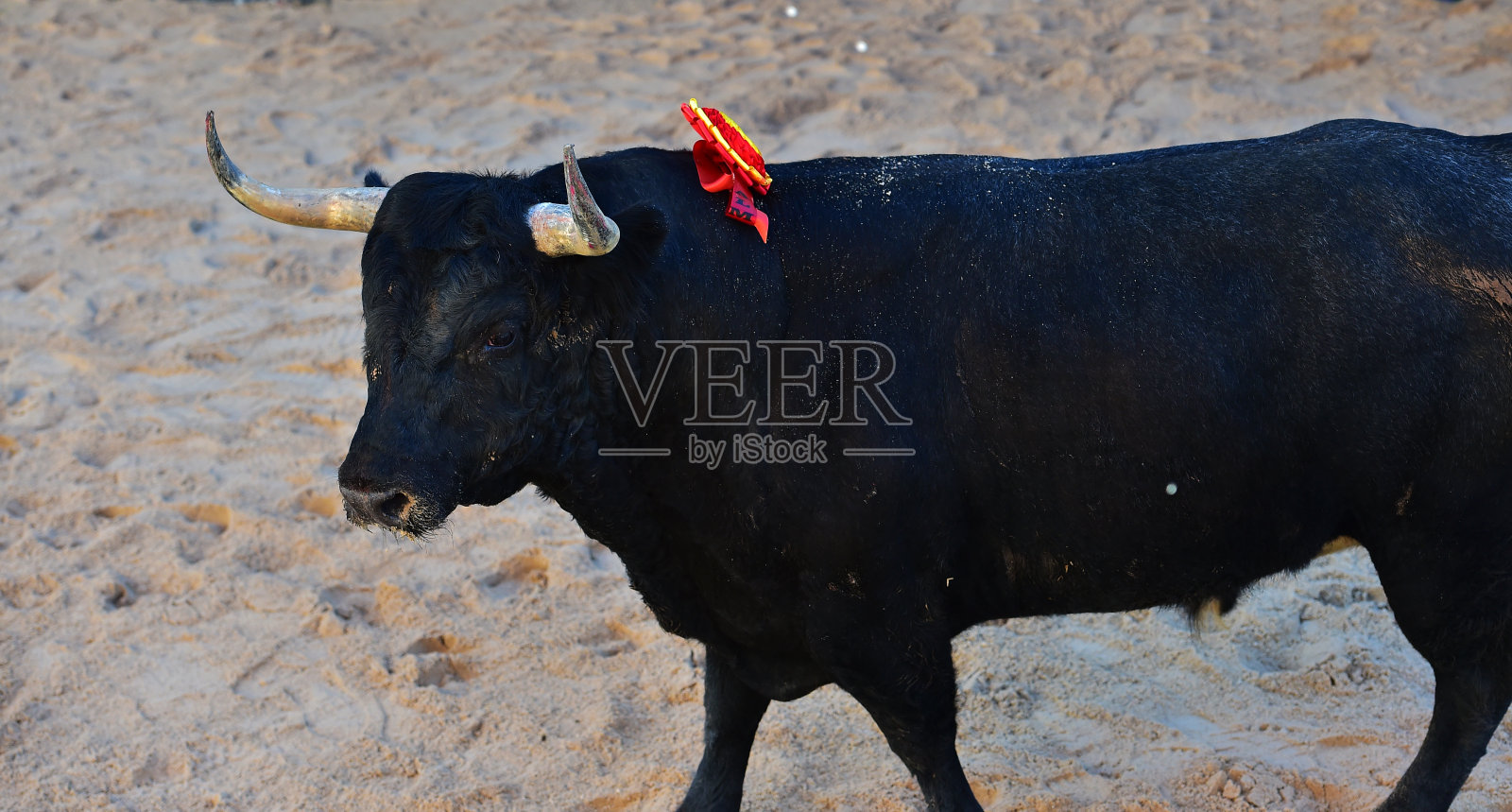 西班牙斗牛照片摄影图片
