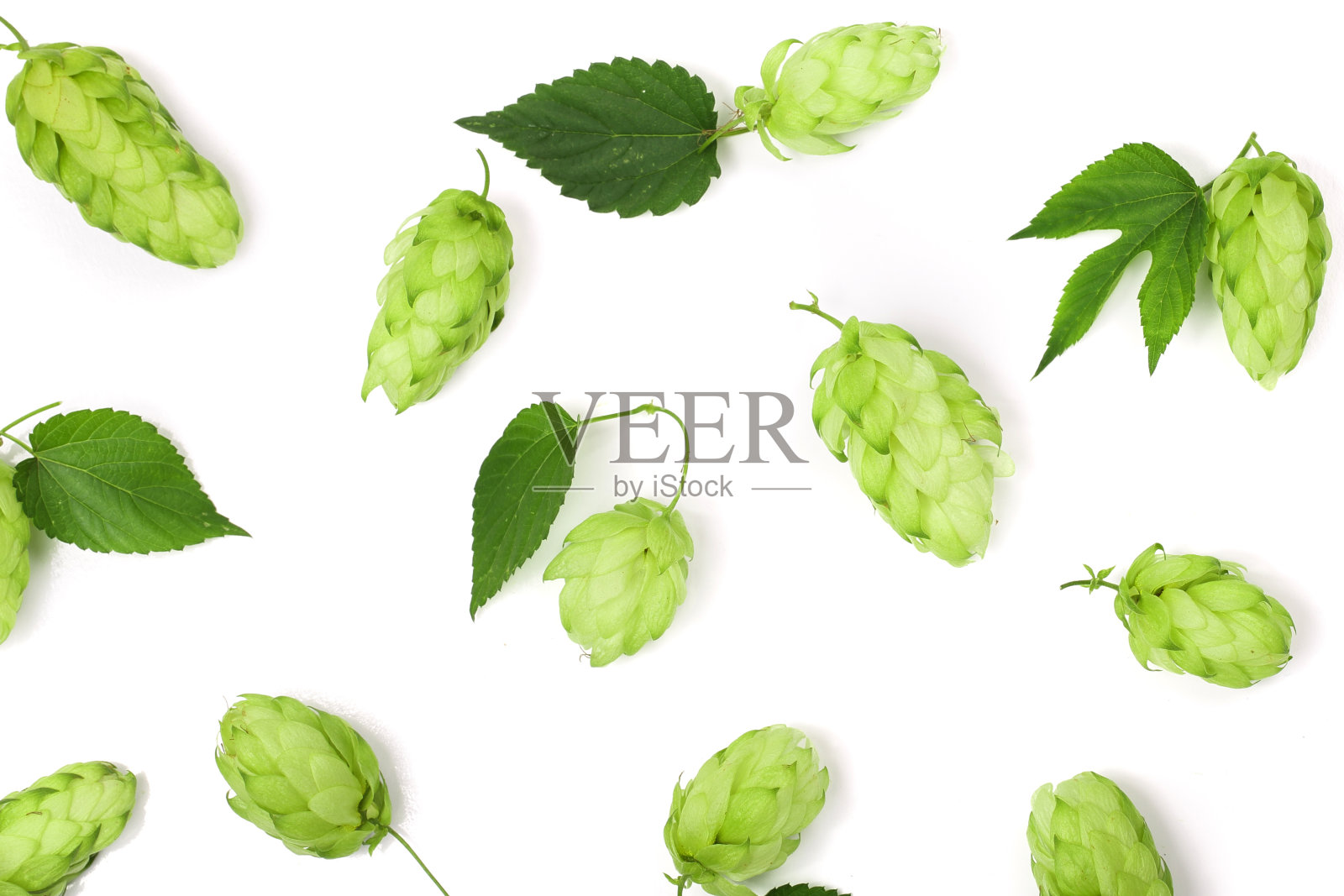 啤酒花球果与叶子孤立的白色背景特写。俯视图照片摄影图片