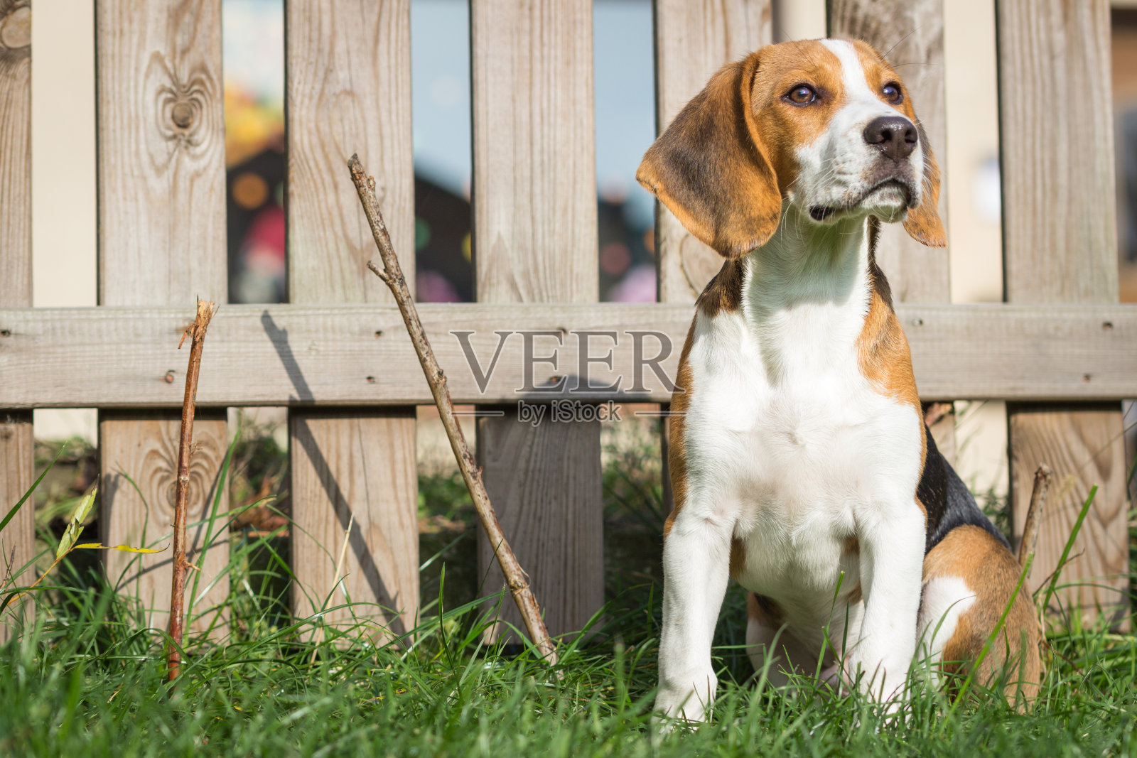 小猎犬(17周)坐在花园篱笆旁享受阳光照片摄影图片