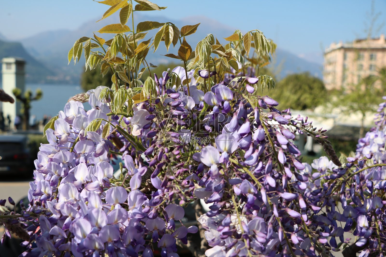 意大利伦巴第Bellagio的科莫湖的美国紫藤照片摄影图片