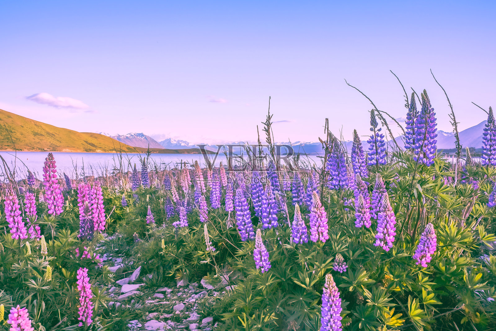 特卡波湖上盛开的羽扇豆花照片摄影图片