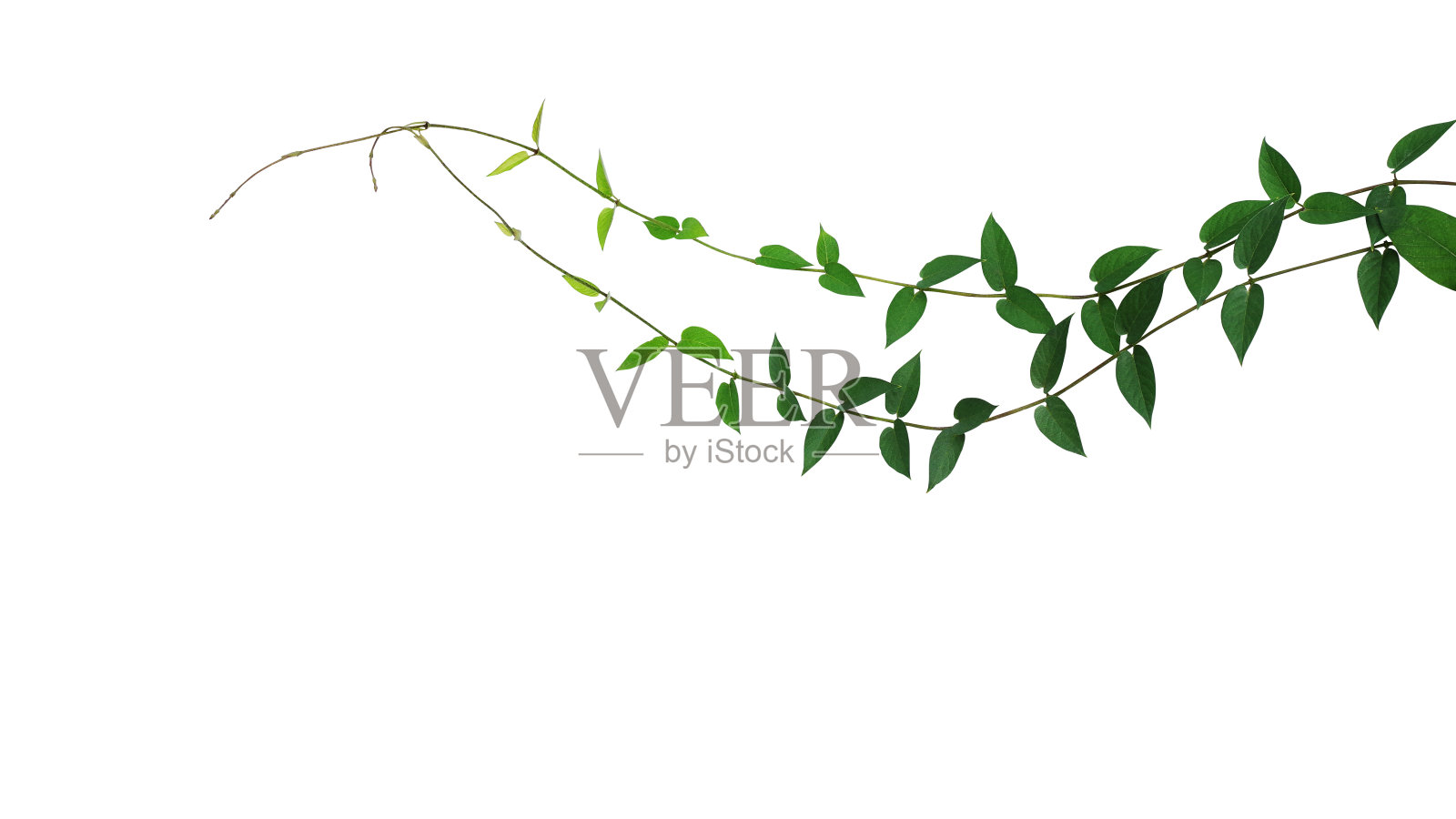 心形的绿叶野生藤本植物孤立在白色背景，修剪路径包括。照片摄影图片