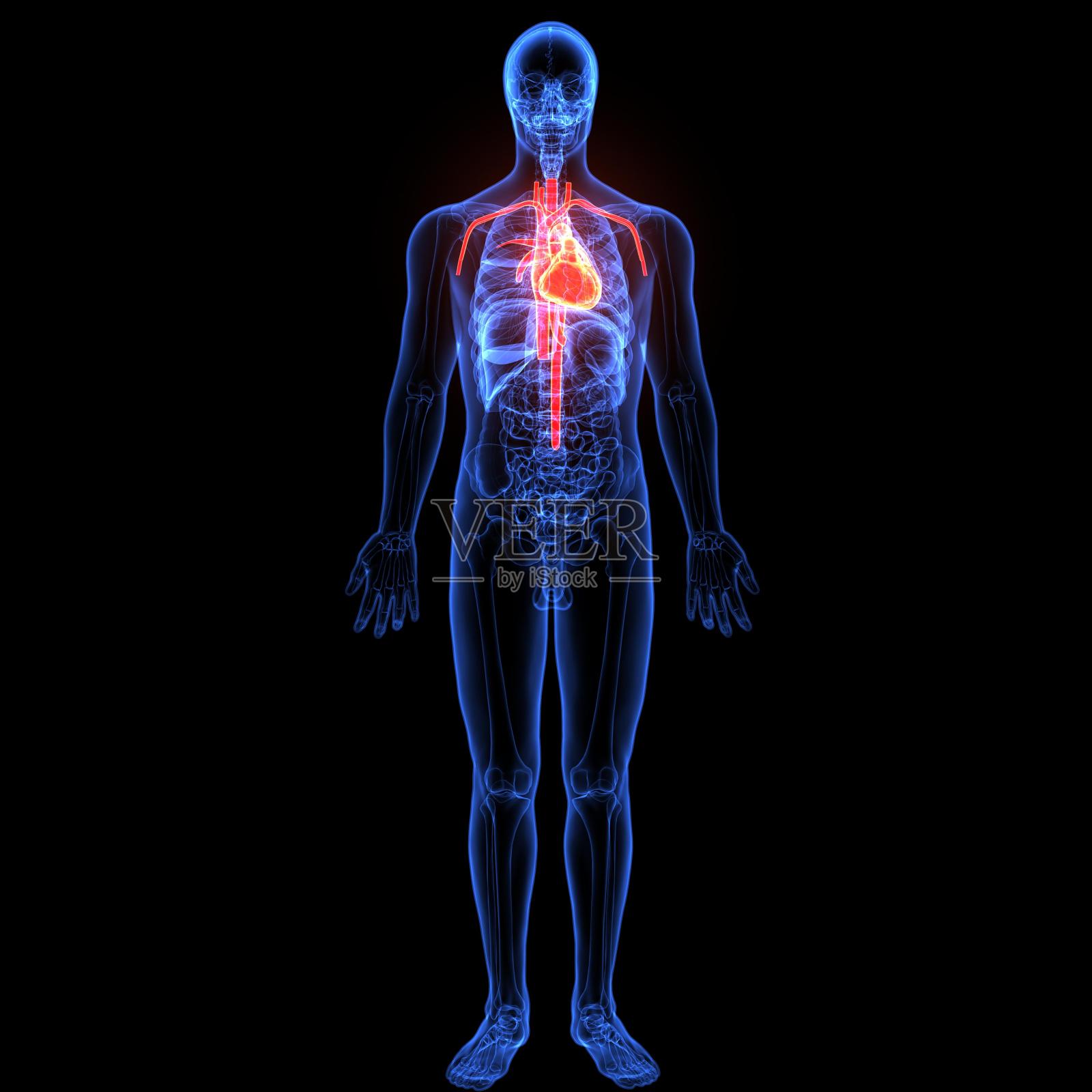 人体器官三维示意图(心脏解剖)照片摄影图片