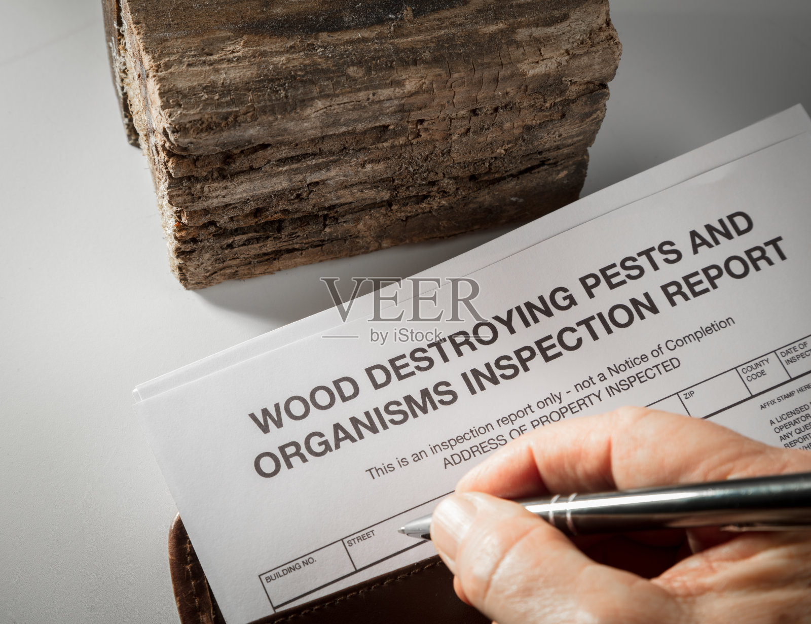 木材害虫检验报告照片摄影图片