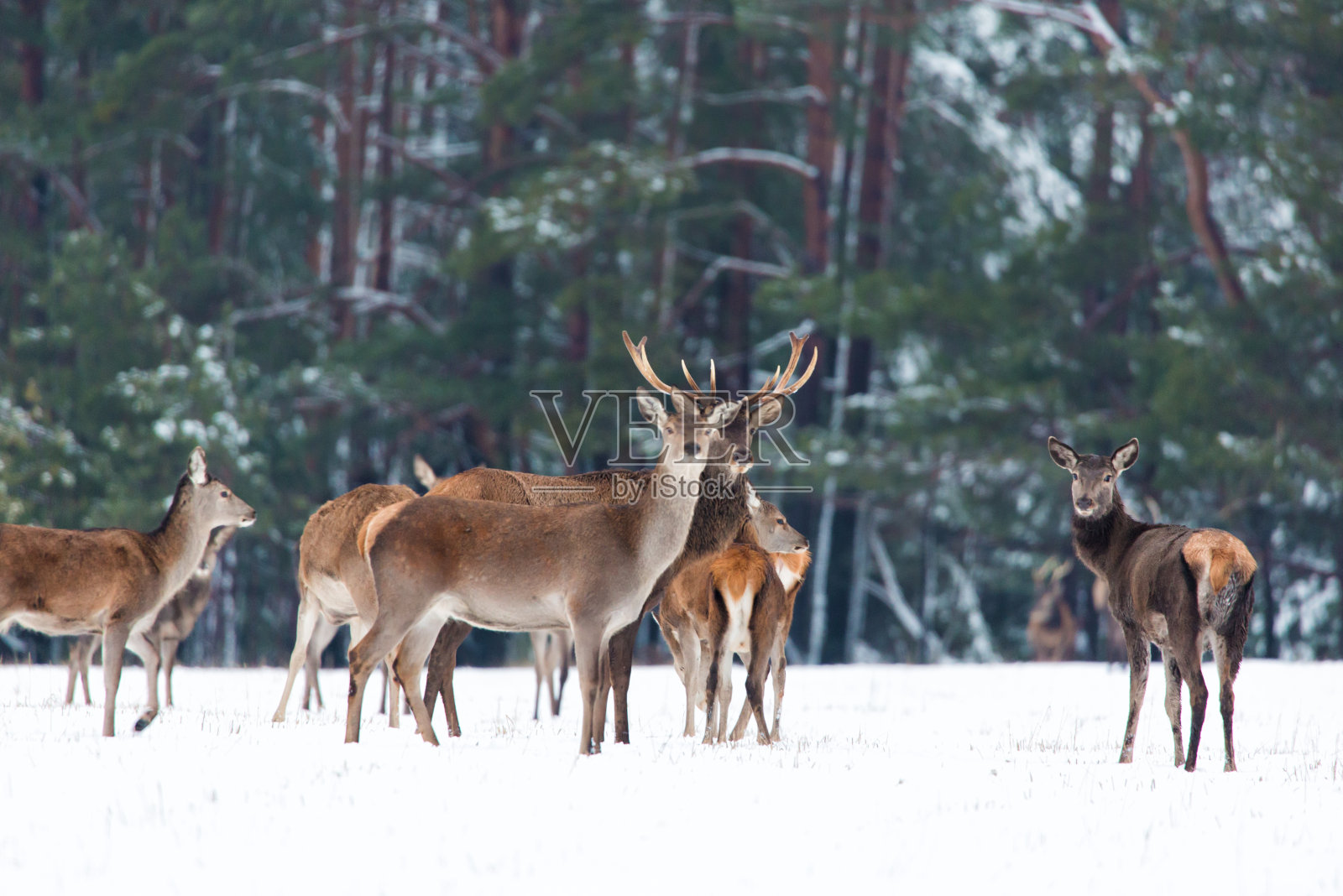 冬季野生动物。冬季森林里的一群高贵的麋鹿。有选择性的重点照片摄影图片