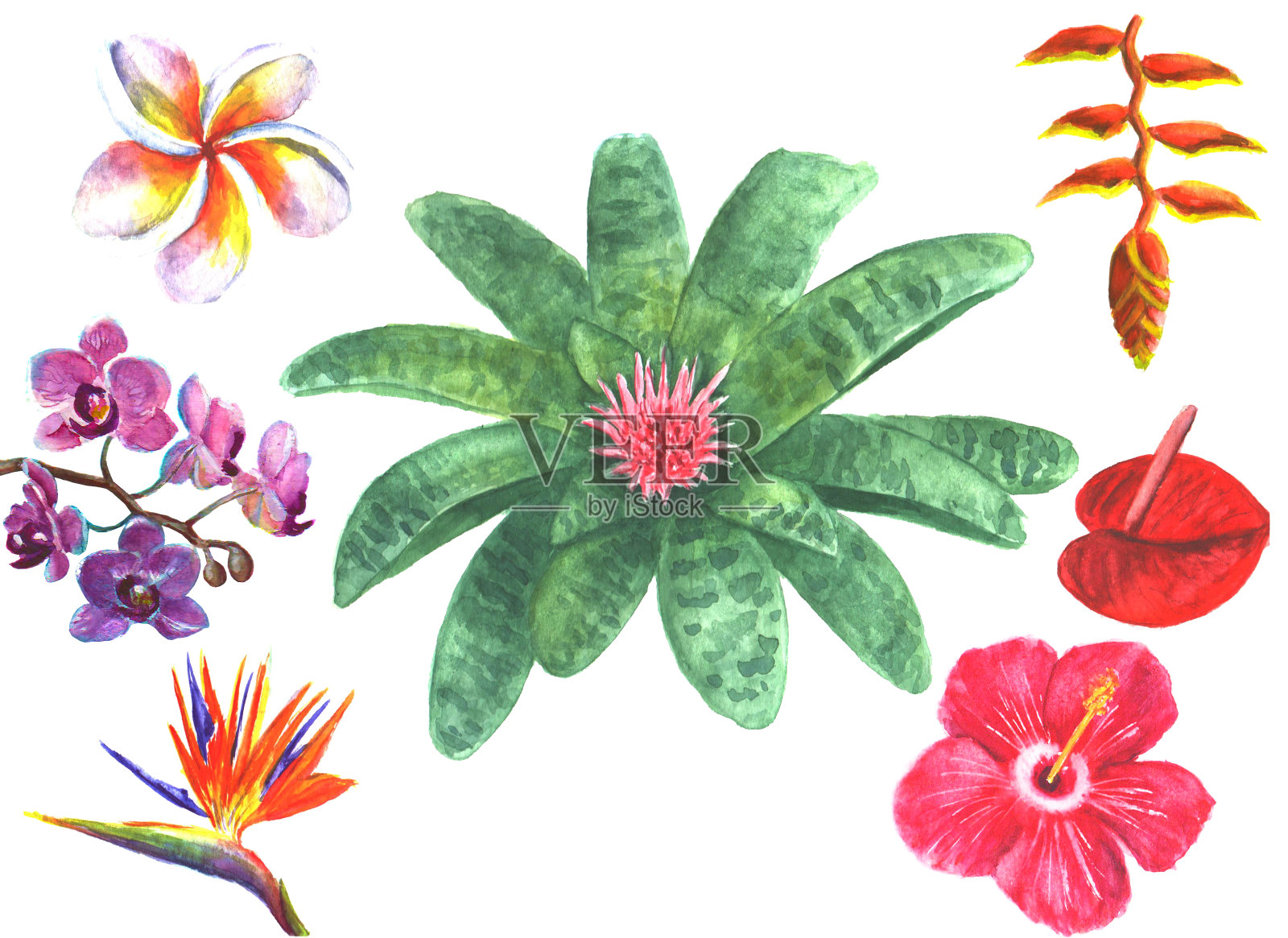 一套热带奇异的花插画图片素材