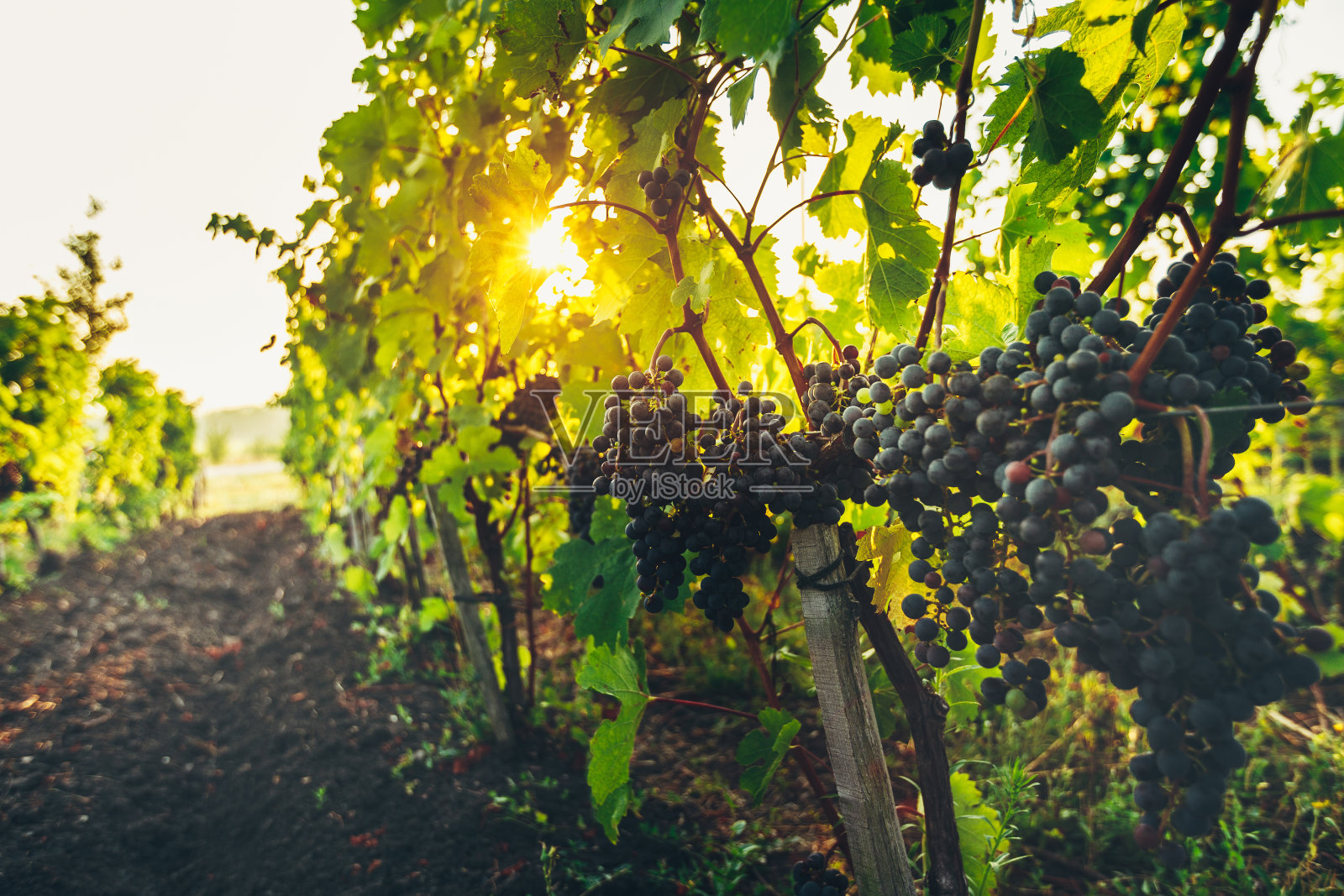 日出时葡萄园里的成熟葡萄。农村田园旅游业概念照片摄影图片