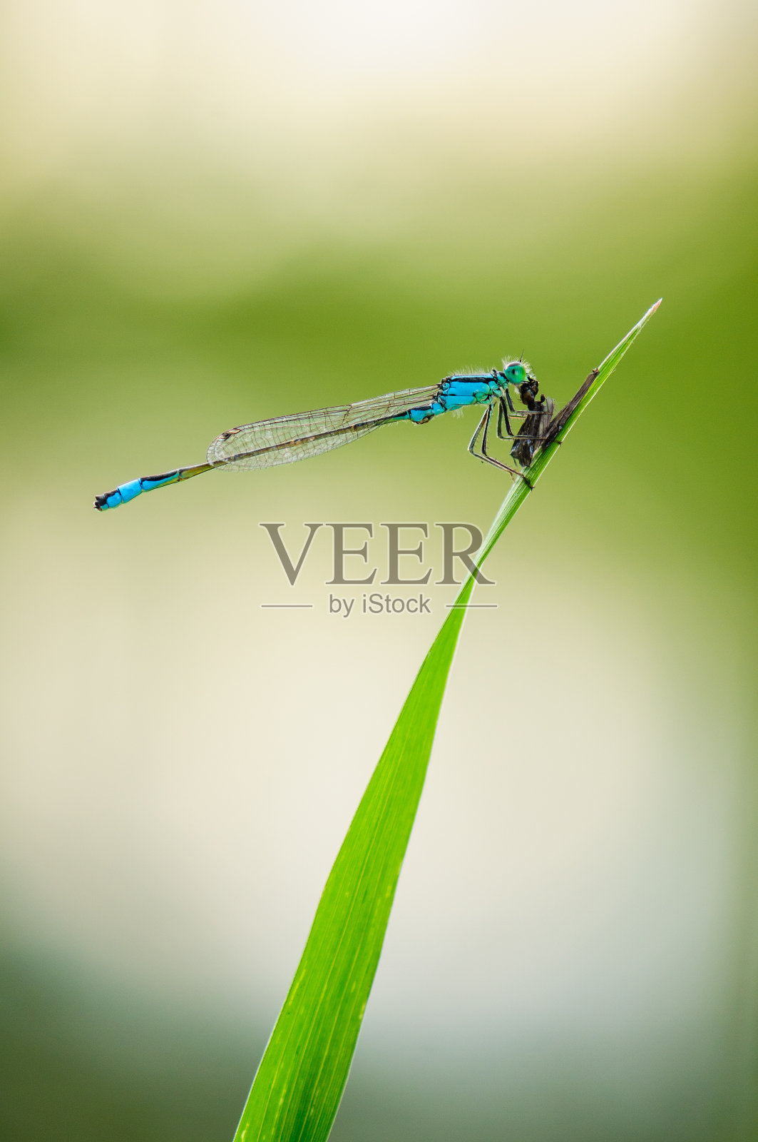 美丽的秀丽蜻蜓。蓝色尾随豆娘照片摄影图片