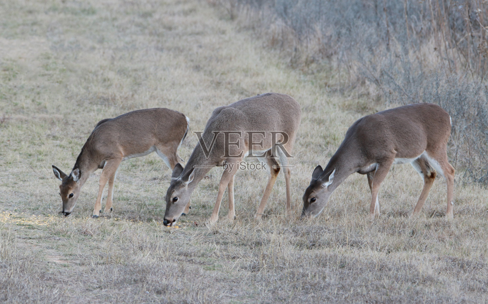 三只母鹿在吃玉米粒照片摄影图片