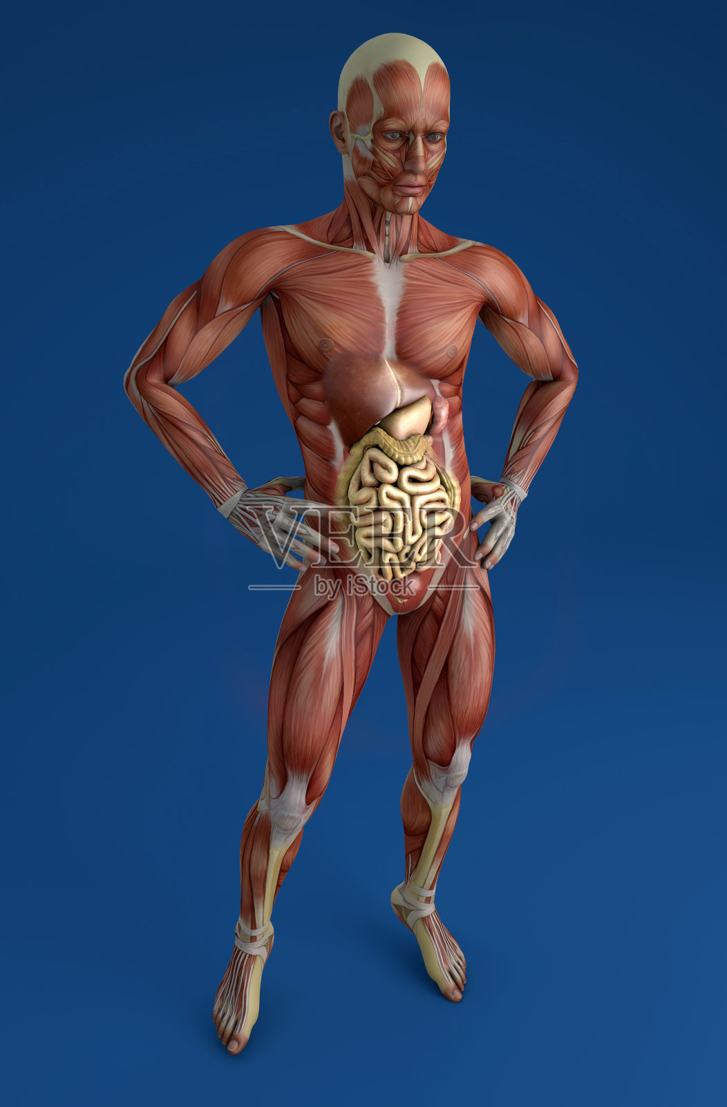 人体、肌肉系统、人体、消化系统、解剖学。三维渲染照片摄影图片