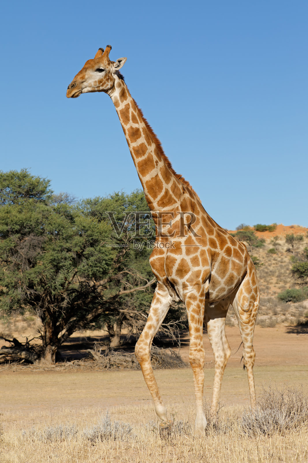在自然栖息地的长颈鹿照片摄影图片