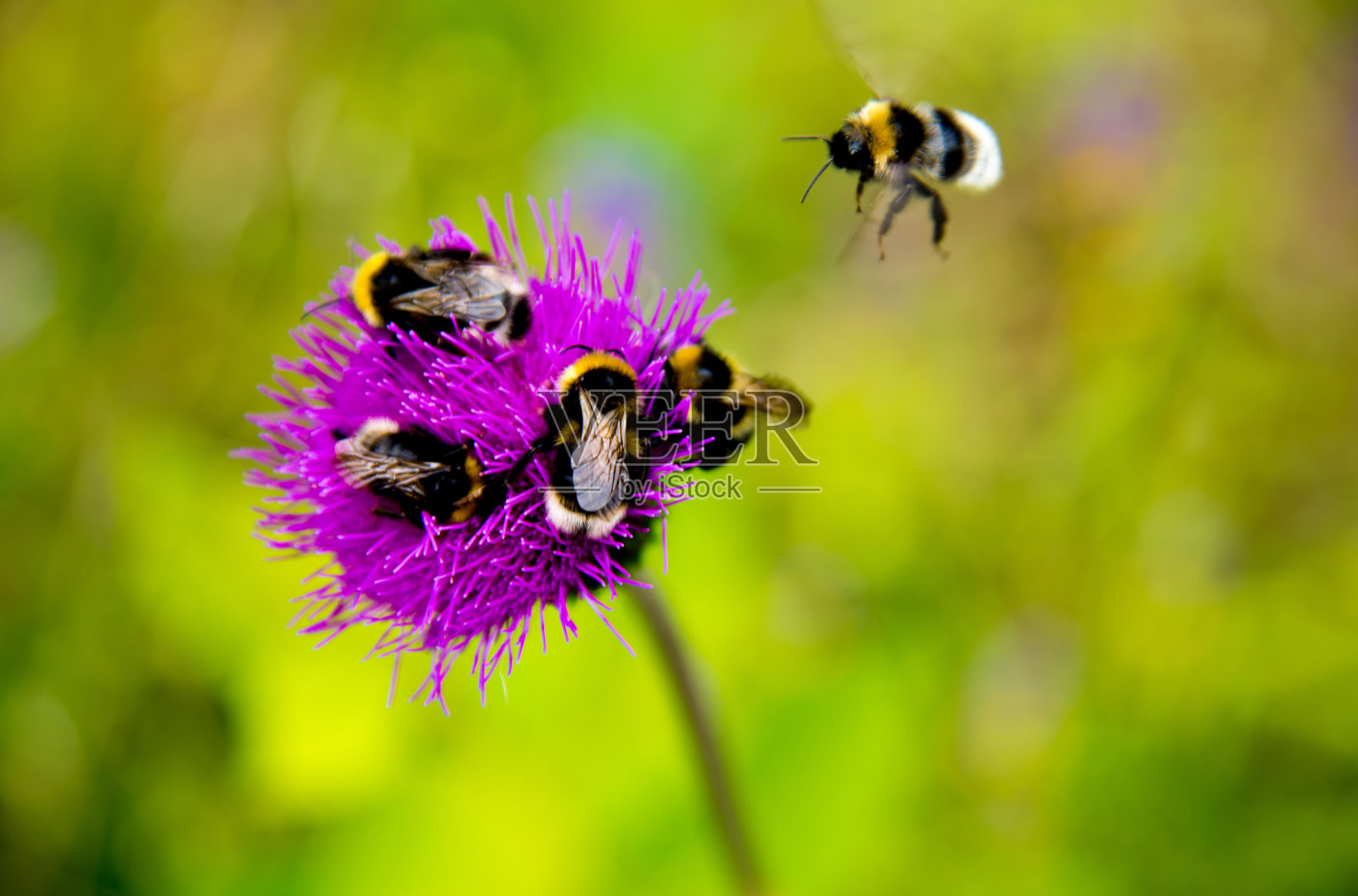 大黄蜂坐在野花上，大黄蜂飞近远。绿色背景模糊照片摄影图片