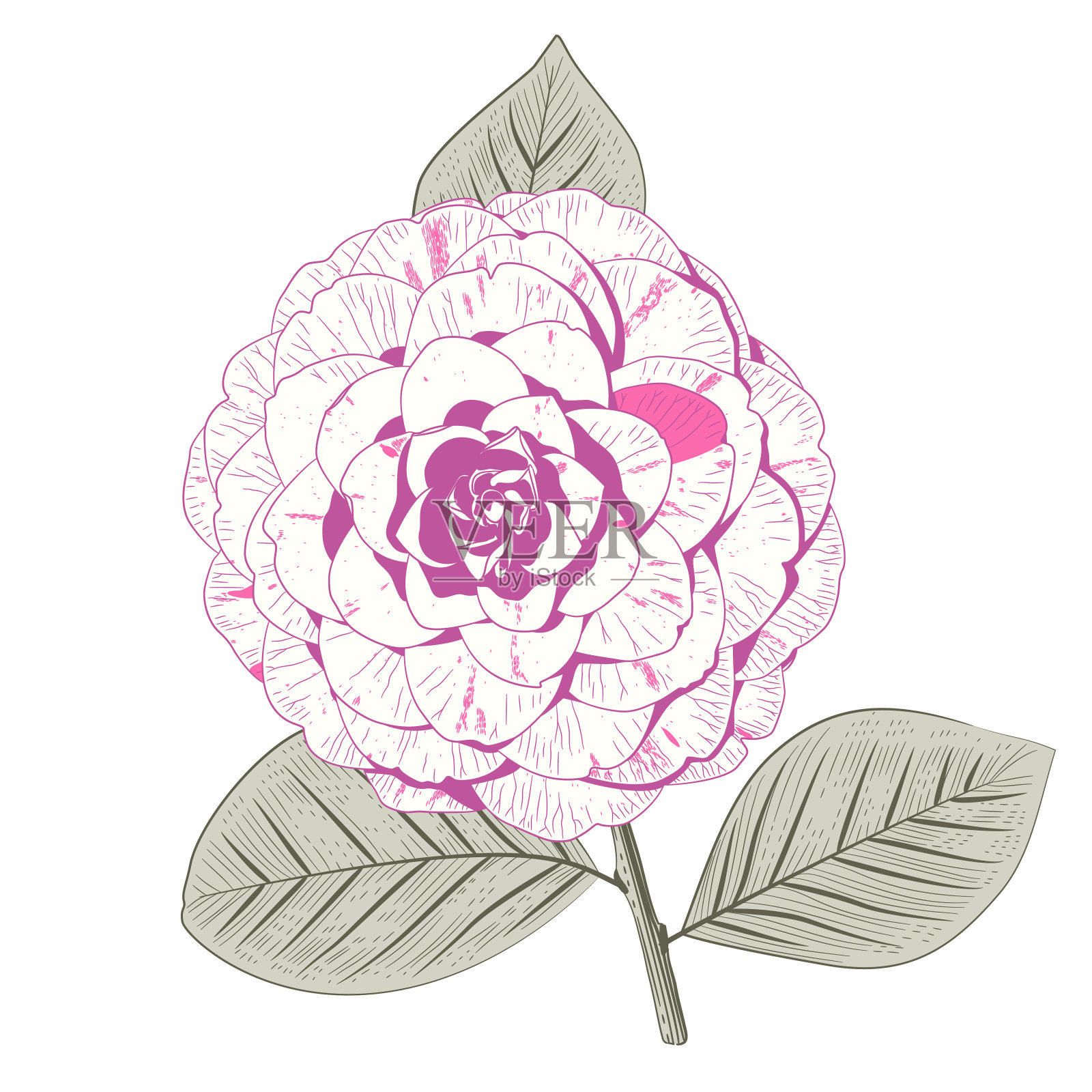 淡粉色山茶花，重瓣花插画图片素材